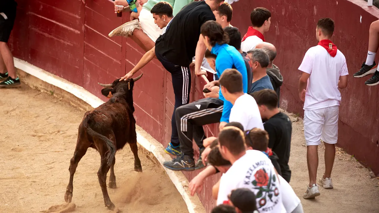 Vaquillas en Fiestas de Estella 2025 del 6 de agosto. IRANZU LARRASOAÑA