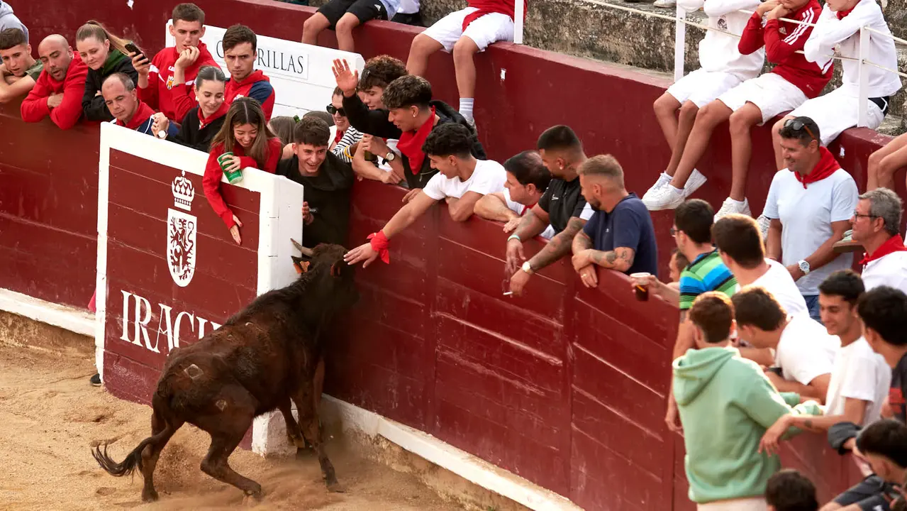 Vaquillas en Fiestas de Estella 2025 del 6 de agosto. IRANZU LARRASOAÑA