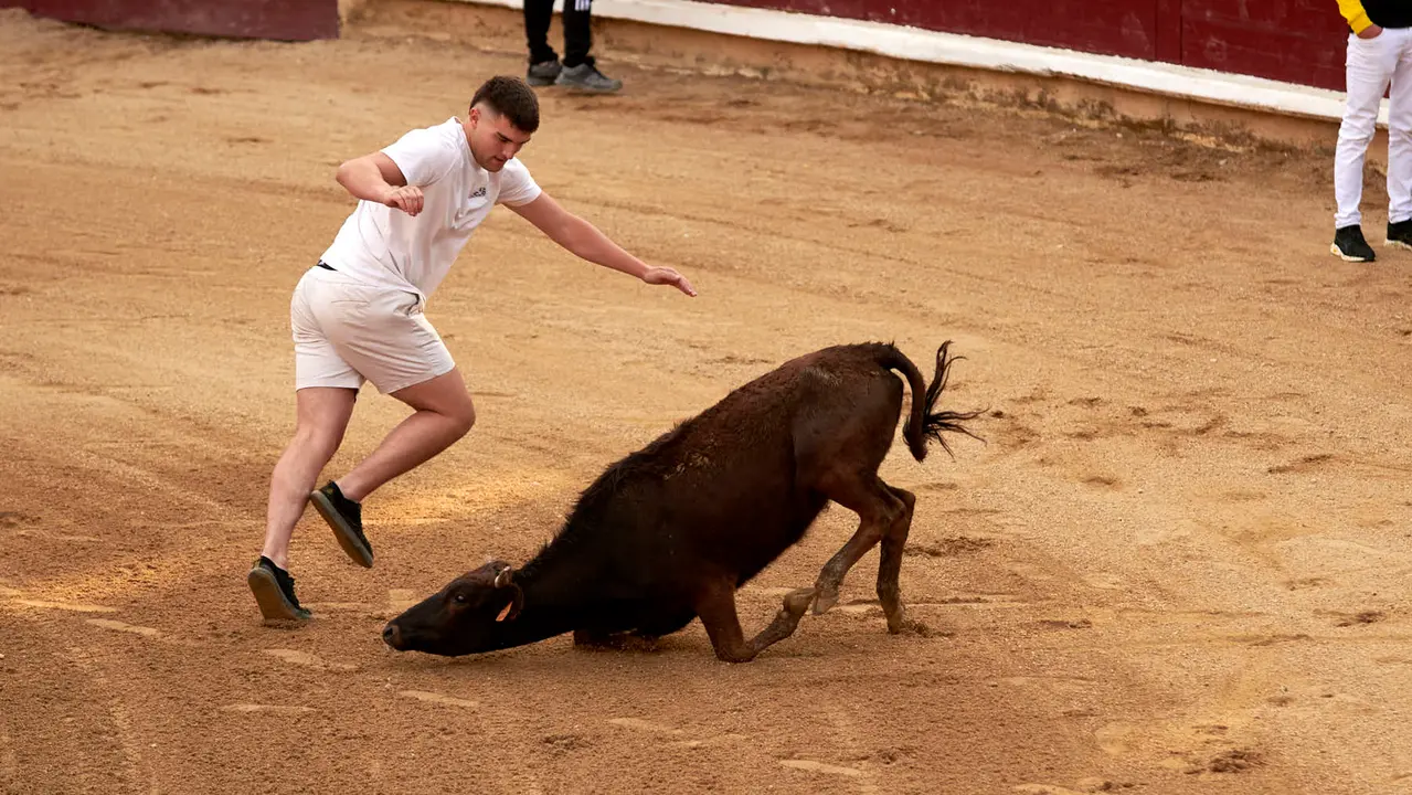 Vaquillas en Fiestas de Estella 2025 del 6 de agosto. IRANZU LARRASOAÑA