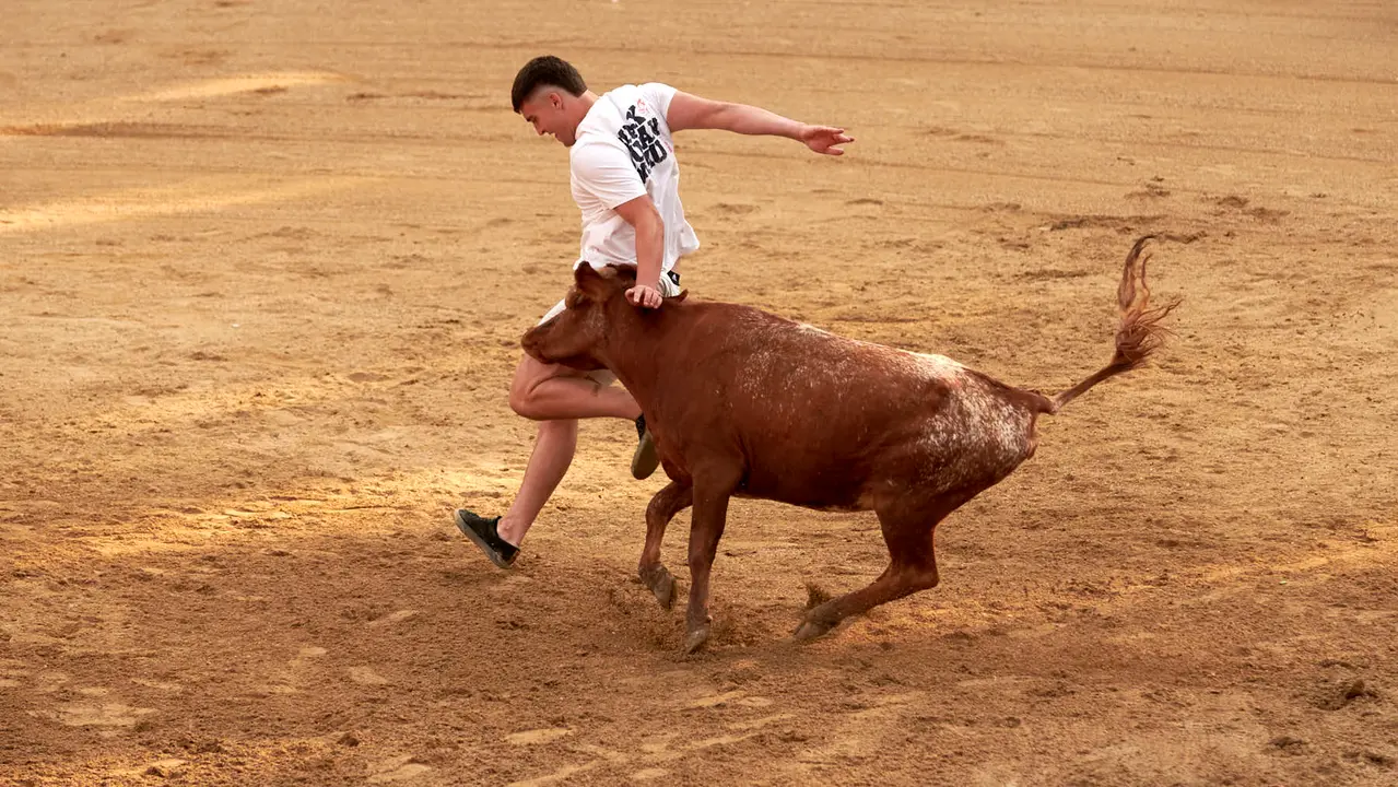 Vaquillas en Fiestas de Estella 2025 del 6 de agosto. IRANZU LARRASOAÑA