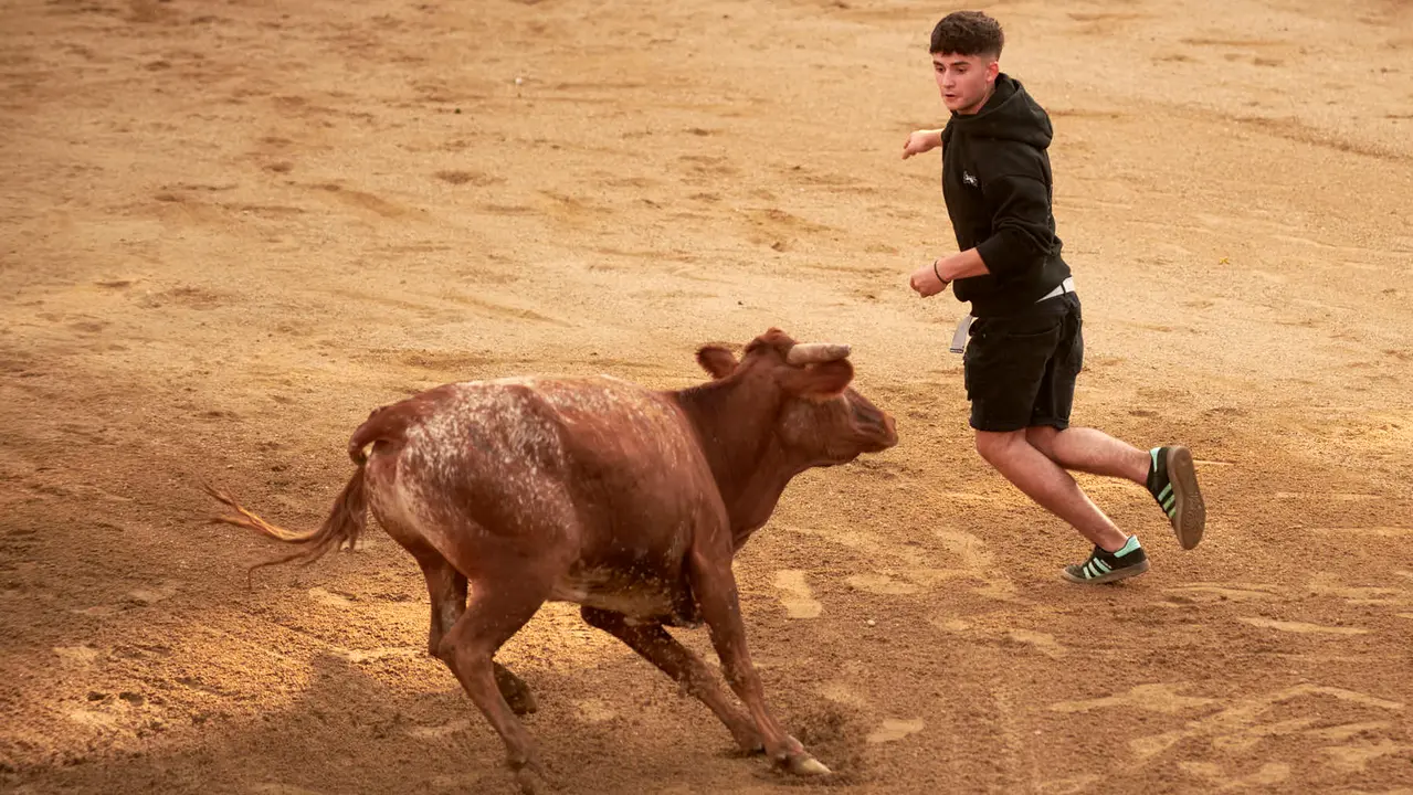 Vaquillas en Fiestas de Estella 2025 del 6 de agosto. IRANZU LARRASOAÑA