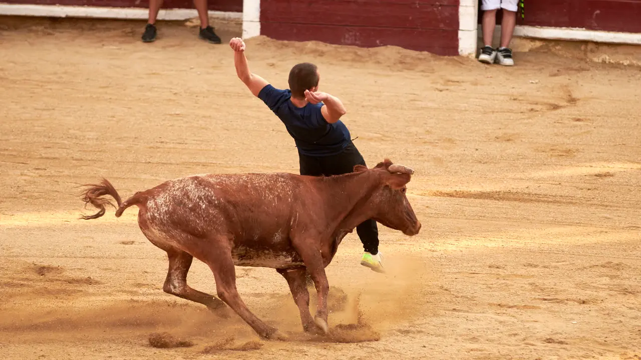 Vaquillas en Fiestas de Estella 2025 del 6 de agosto. IRANZU LARRASOAÑA
