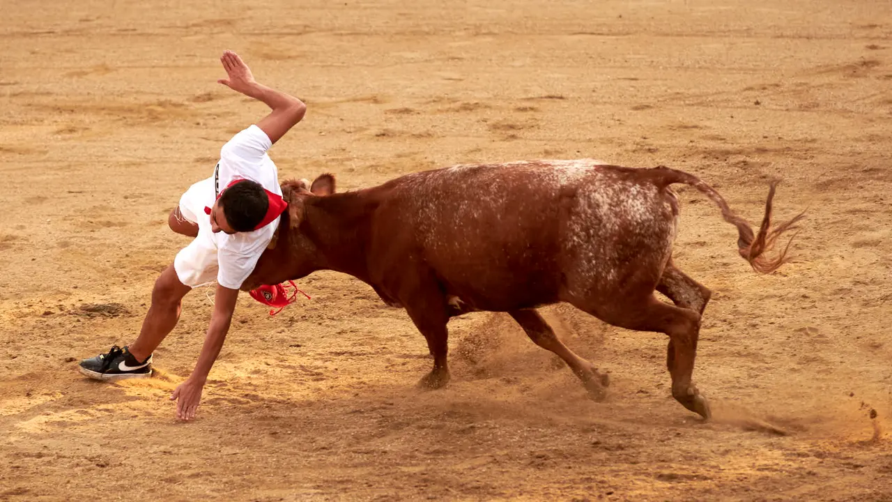 Vaquillas en Fiestas de Estella 2025 del 6 de agosto. IRANZU LARRASOAÑA