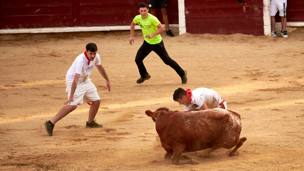 Vaquillas en Fiestas de Estella 2025 del 6 de agosto. IRANZU LARRASOAÑA