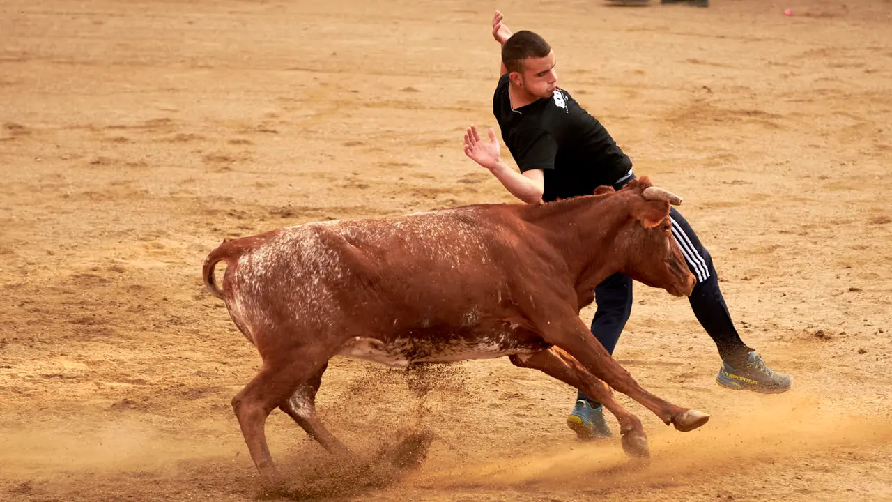 Vaquillas en Fiestas de Estella 2025 del 6 de agosto. IRANZU LARRASOAÑA