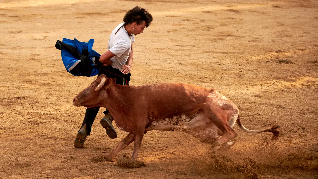Vaquillas en Fiestas de Estella 2025 del 6 de agosto. IRANZU LARRASOAÑA