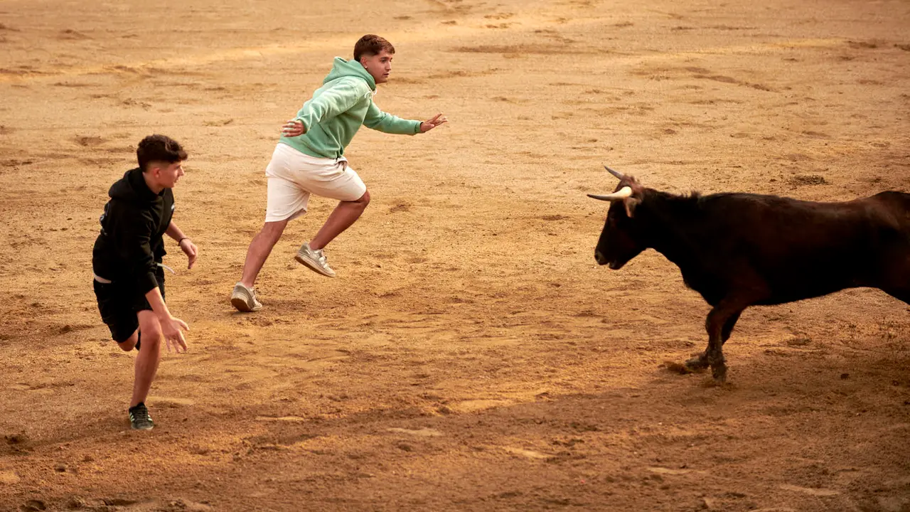 Vaquillas en Fiestas de Estella 2025 del 6 de agosto. IRANZU LARRASOAÑA