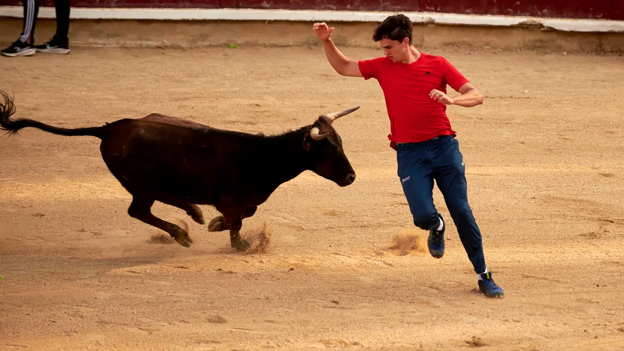 Vaquillas en Fiestas de Estella 2025 del 6 de agosto. IRANZU LARRASOAÑA