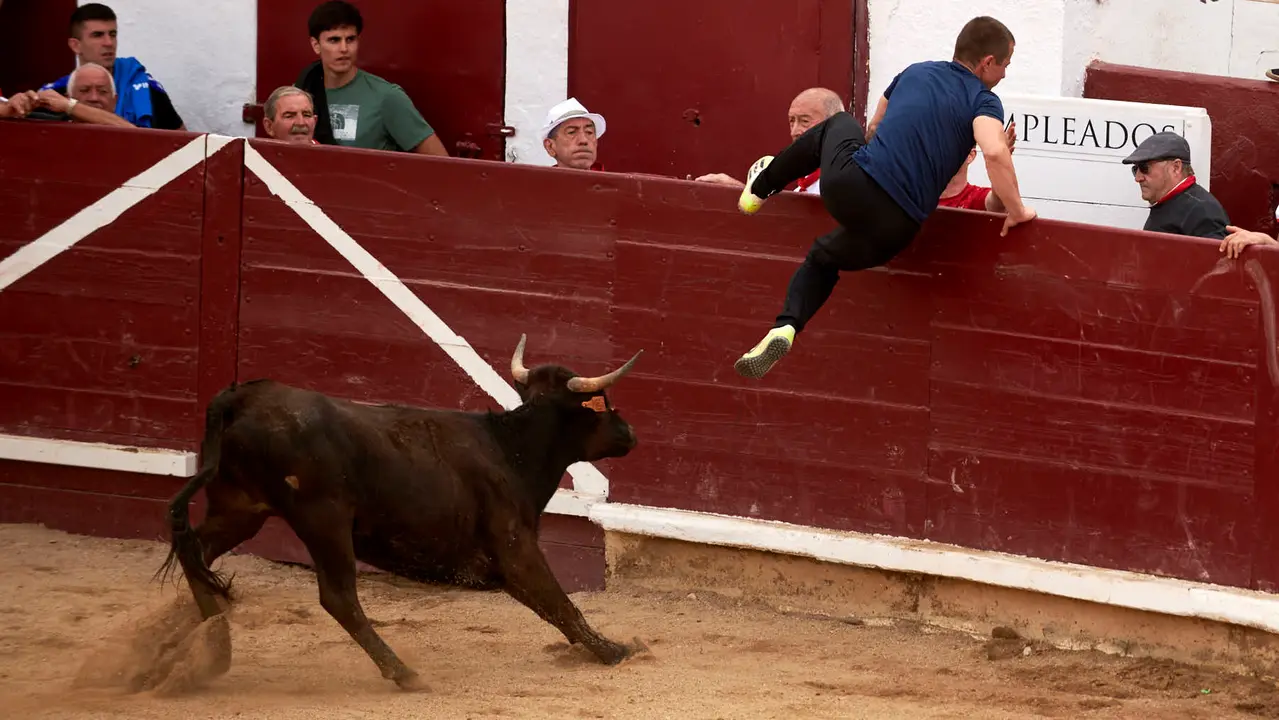 Vaquillas en Fiestas de Estella 2025 del 6 de agosto. IRANZU LARRASOAÑA