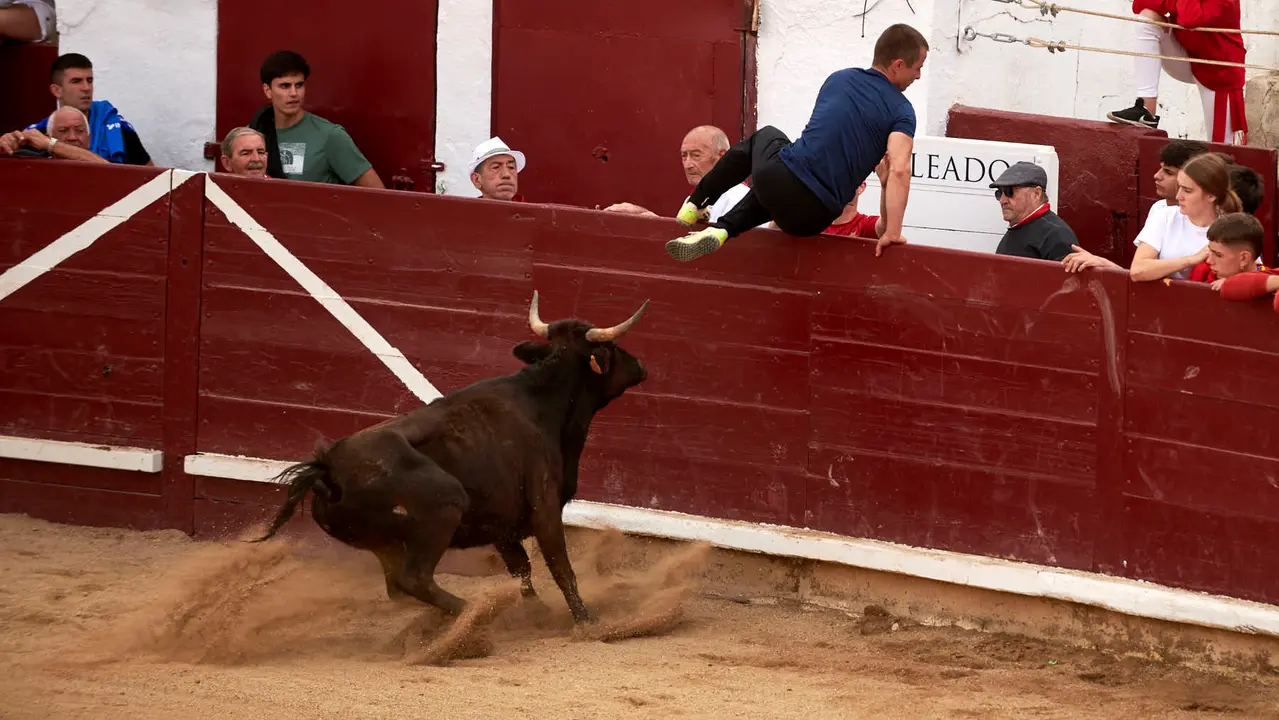 Vaquillas en Fiestas de Estella 2025 del 6 de agosto. IRANZU LARRASOAÑA