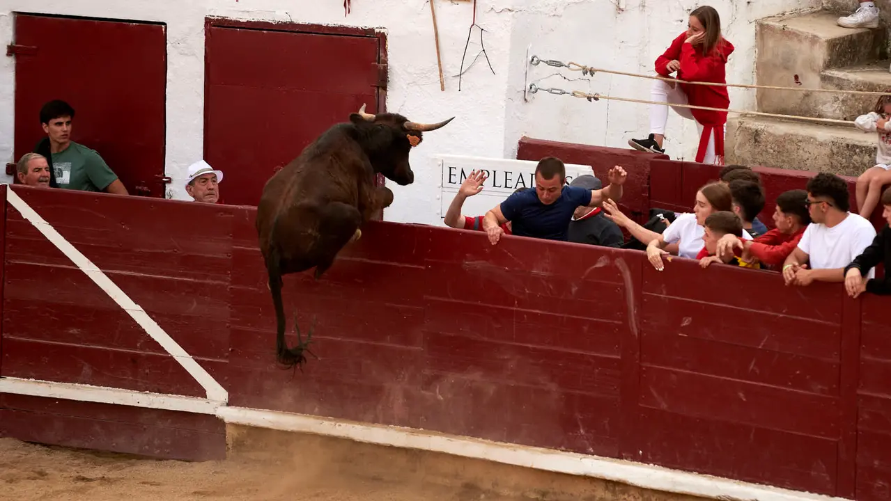 Vaquillas en Fiestas de Estella 2025 del 6 de agosto. IRANZU LARRASOAÑA