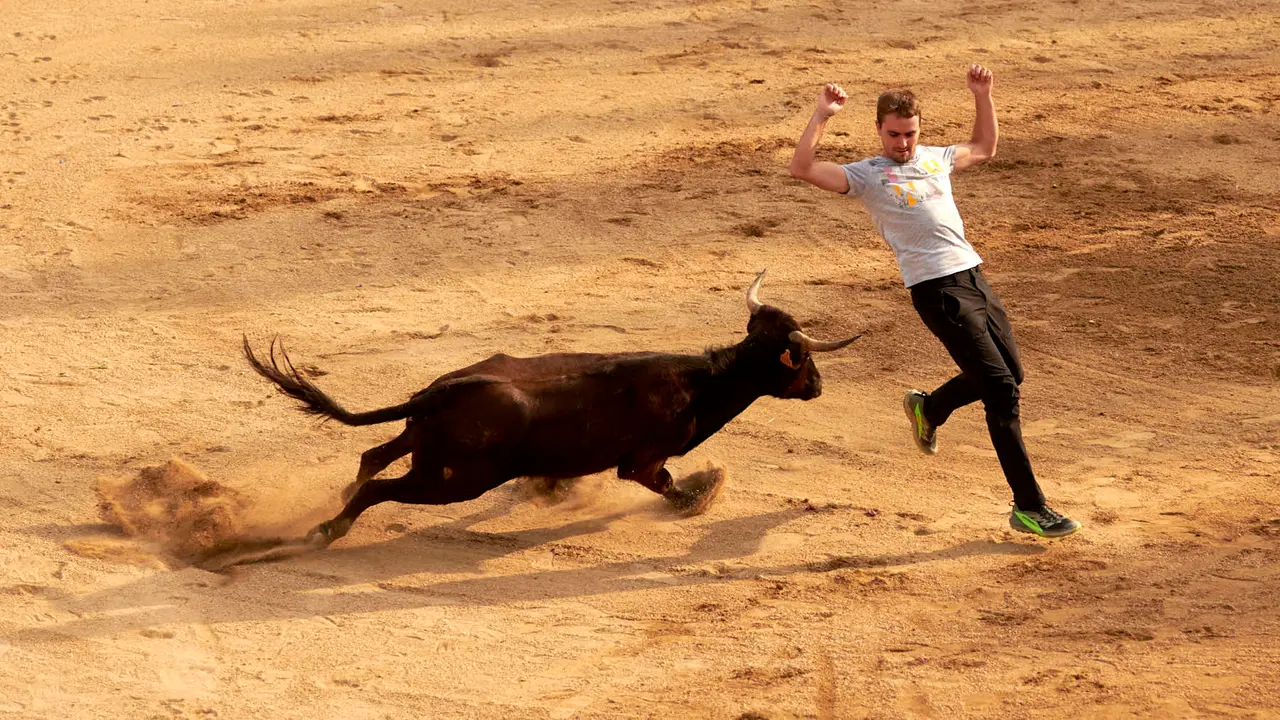 Vaquillas en Fiestas de Estella 2025 del 6 de agosto. IRANZU LARRASOAÑA