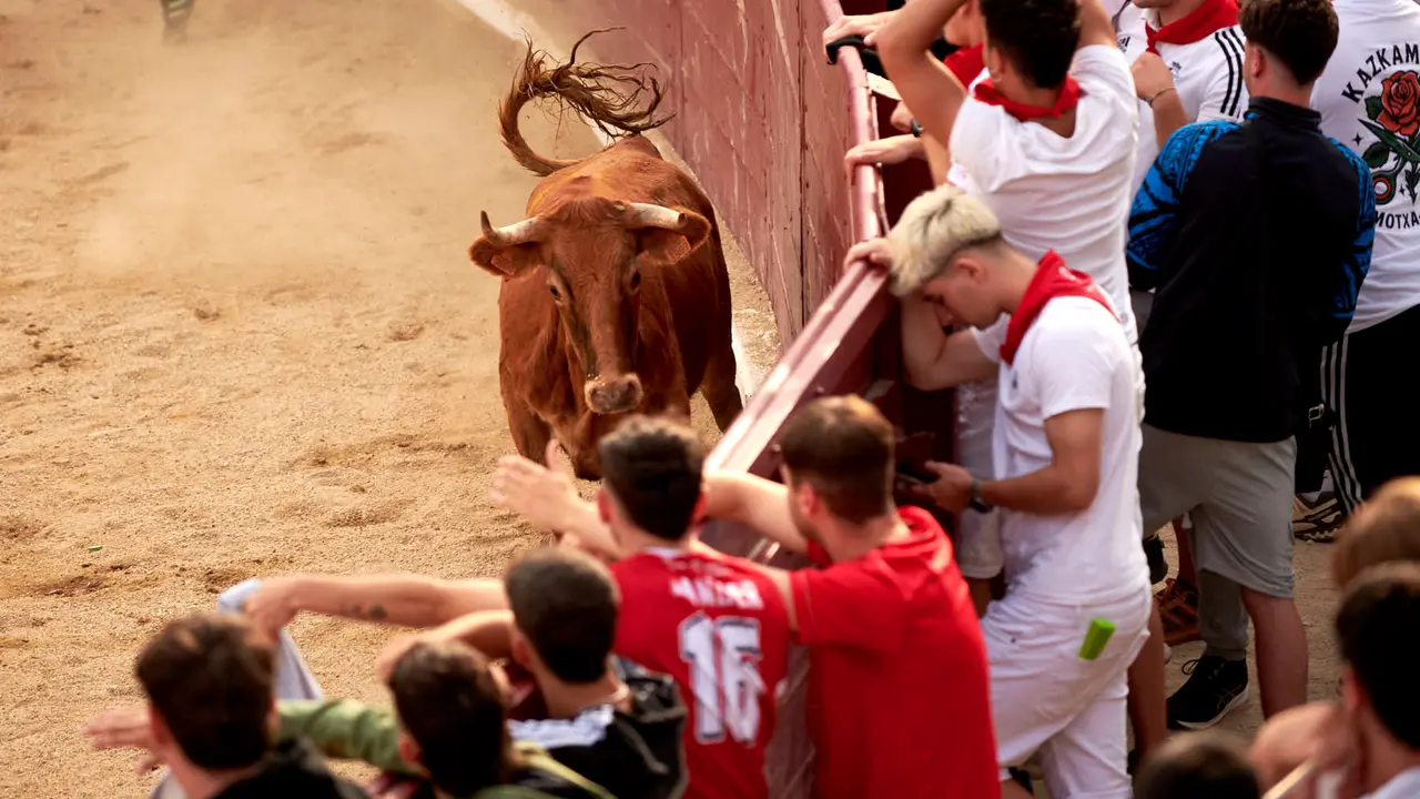 Vaquillas en Fiestas de Estella 2025 del 6 de agosto. IRANZU LARRASOAÑA