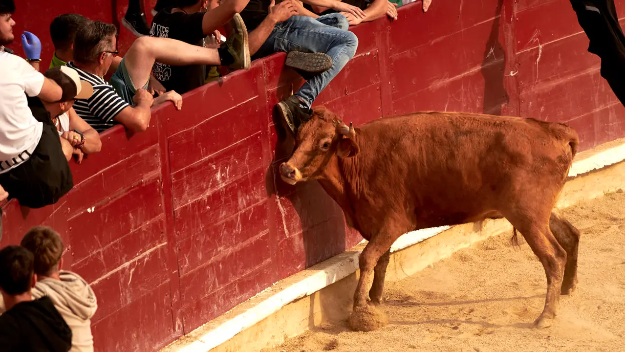 Vaquillas en Fiestas de Estella 2025 del 6 de agosto. IRANZU LARRASOAÑA