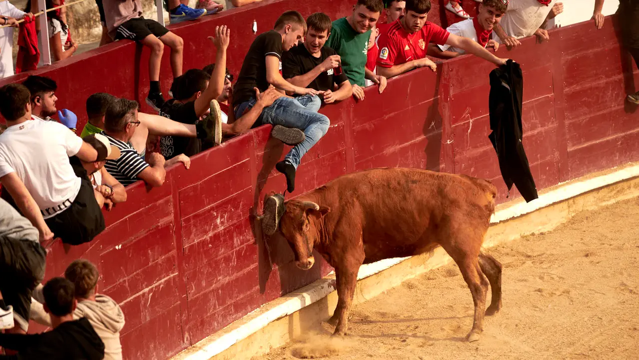 Vaquillas en Fiestas de Estella 2025 del 6 de agosto. IRANZU LARRASOAÑA