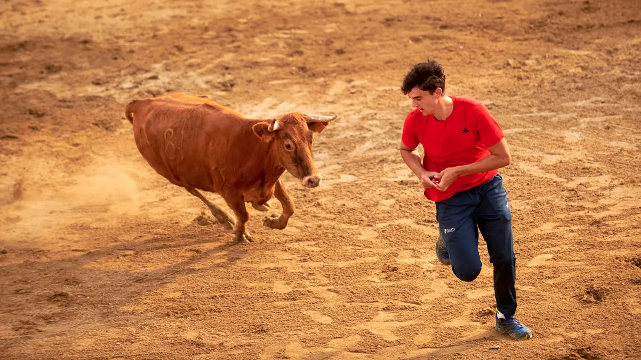 Vaquillas en Fiestas de Estella 2025 del 6 de agosto. IRANZU LARRASOAÑA