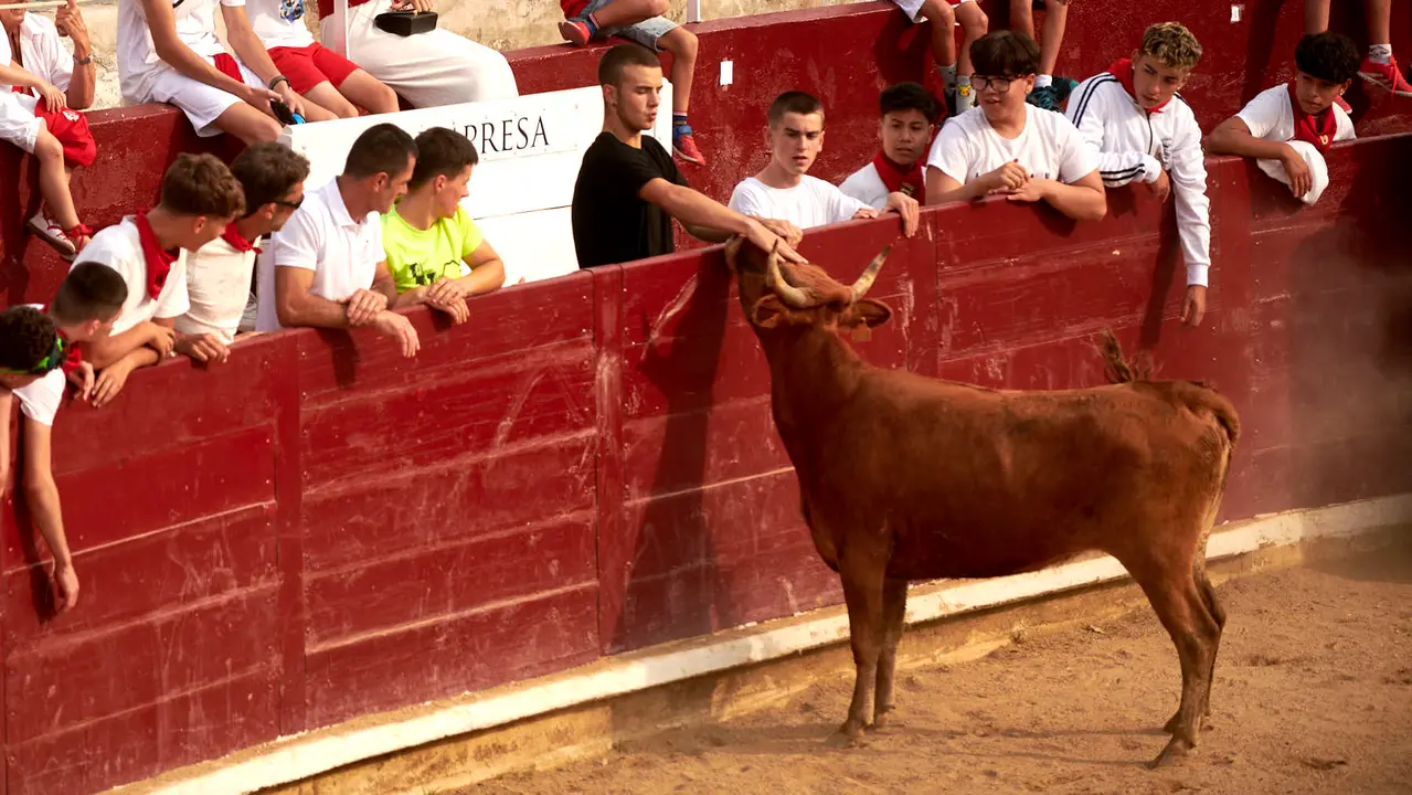 Vaquillas en Fiestas de Estella 2025 del 6 de agosto. IRANZU LARRASOAÑA