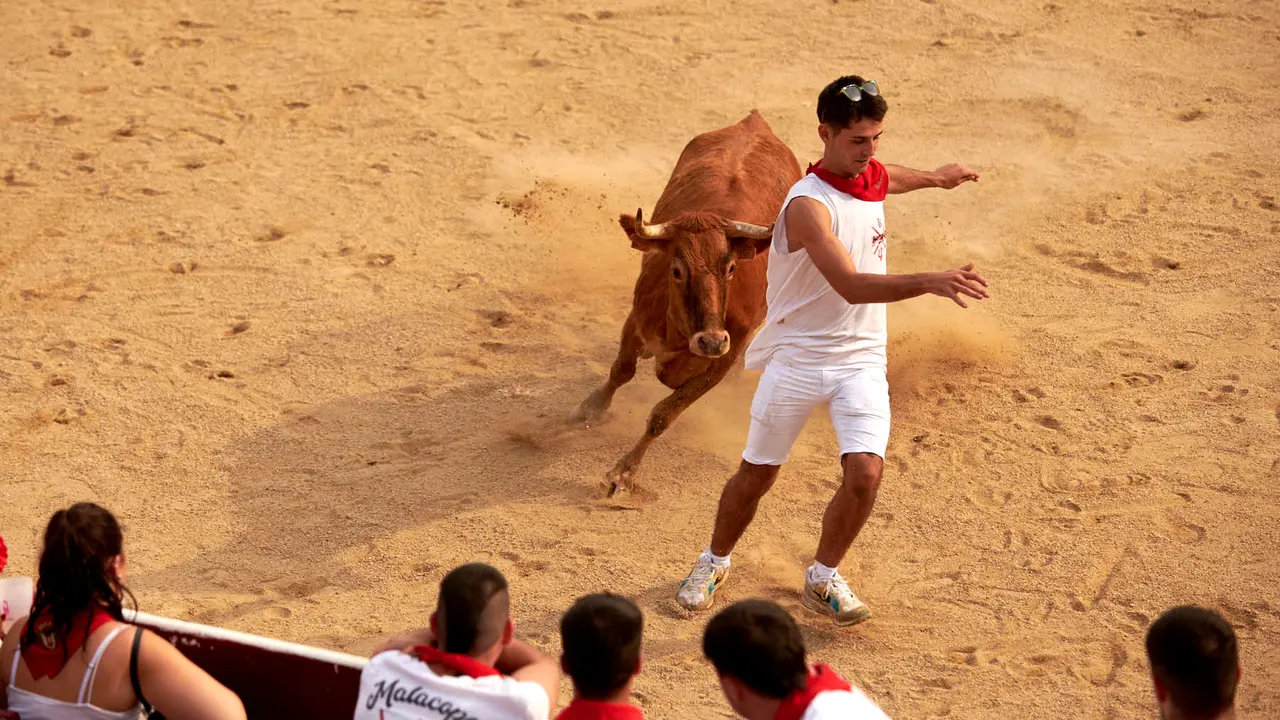 Vaquillas en Fiestas de Estella 2025 del 6 de agosto. IRANZU LARRASOAÑA