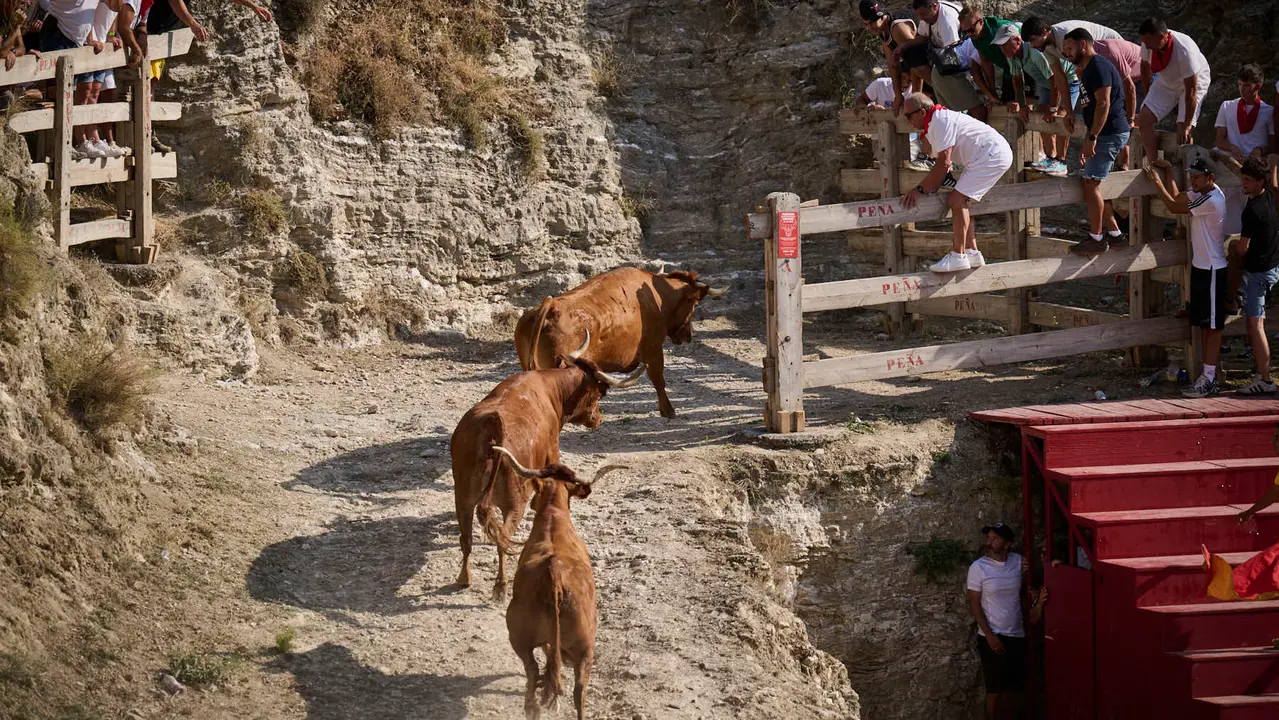 Encierro del Estrecho de Arguedas durante sus fiestas de 2025 con vacas de Arriazu. PABLO LASAOSA