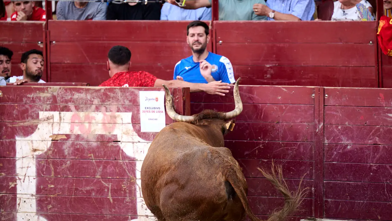 Tarde de vacas en Arguedas durante sus fiestas de 2025 con vacas de Arriazu. PABLO LASAOSA