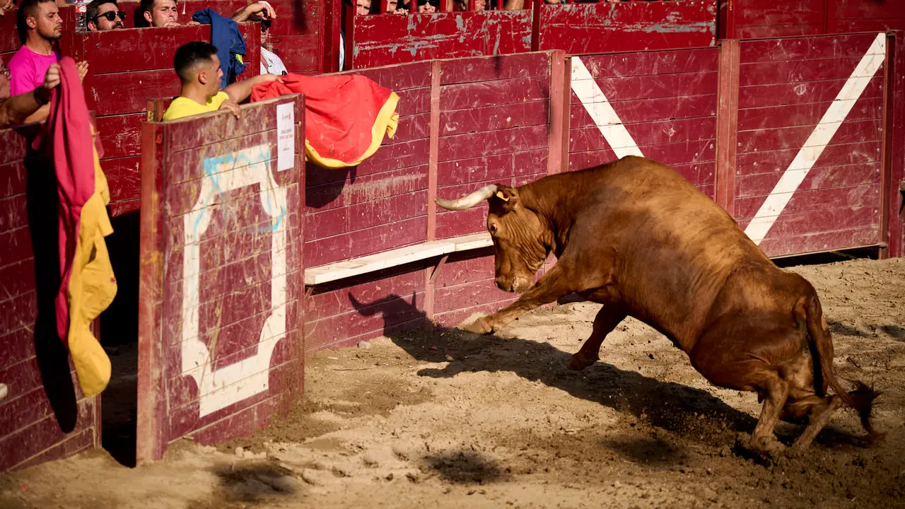 Tarde de vacas en Arguedas durante sus fiestas de 2025 con vacas de Arriazu. PABLO LASAOSA