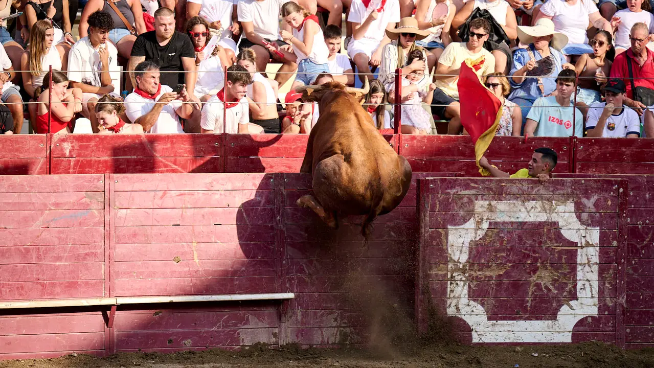 Tarde de vacas en Arguedas durante sus fiestas de 2025 con vacas de Arriazu. PABLO LASAOSA