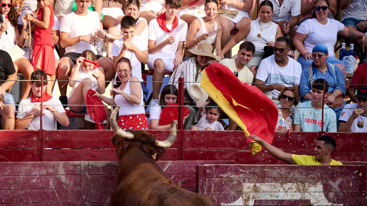Tarde de vacas en Arguedas durante sus fiestas de 2025 con vacas de Arriazu. PABLO LASAOSA