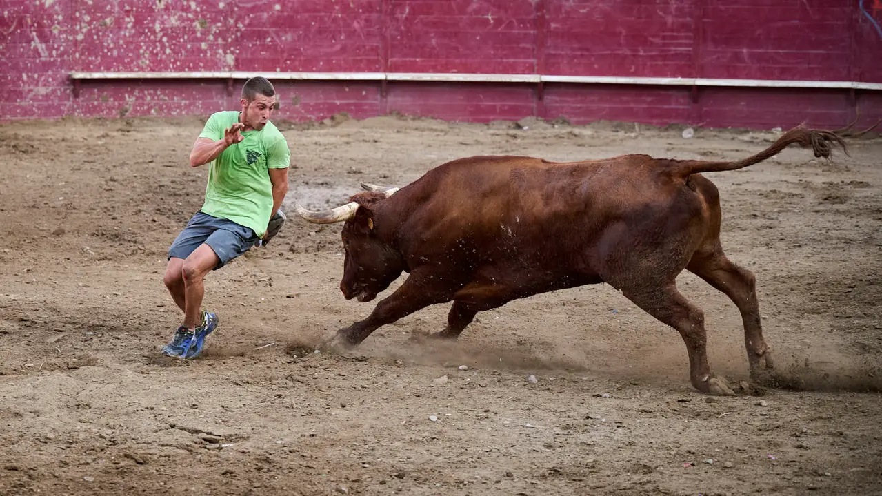 Tarde de vacas en Arguedas durante sus fiestas de 2025 con vacas de Arriazu. PABLO LASAOSA