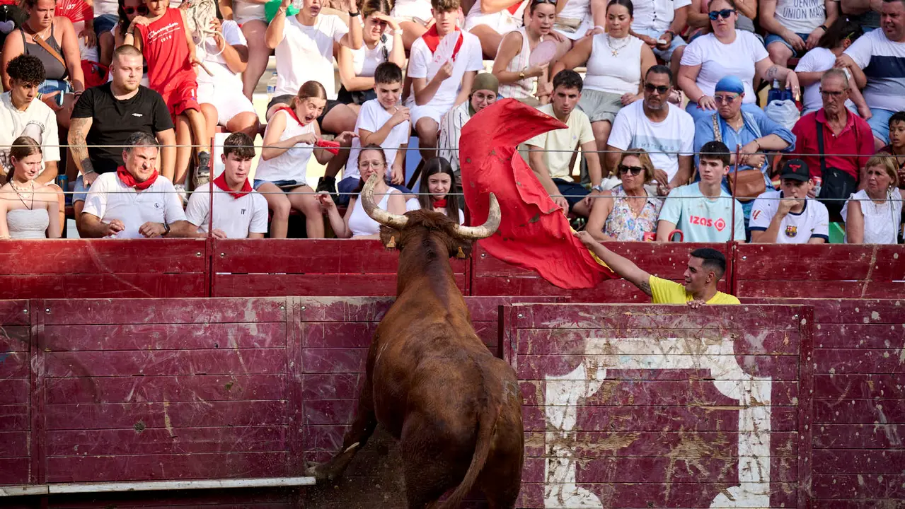 Tarde de vacas en Arguedas durante sus fiestas de 2025 con vacas de Arriazu. PABLO LASAOSA