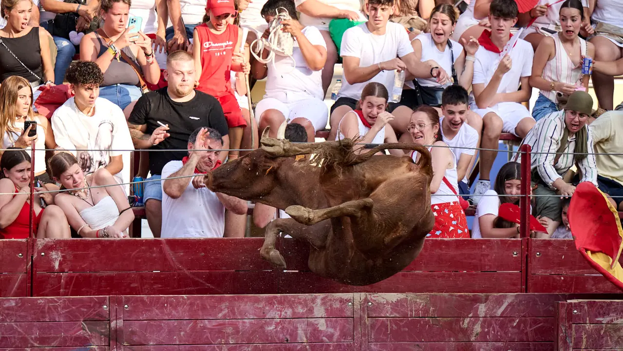 Tarde de vacas en Arguedas durante sus fiestas de 2025 con vacas de Arriazu. PABLO LASAOSA