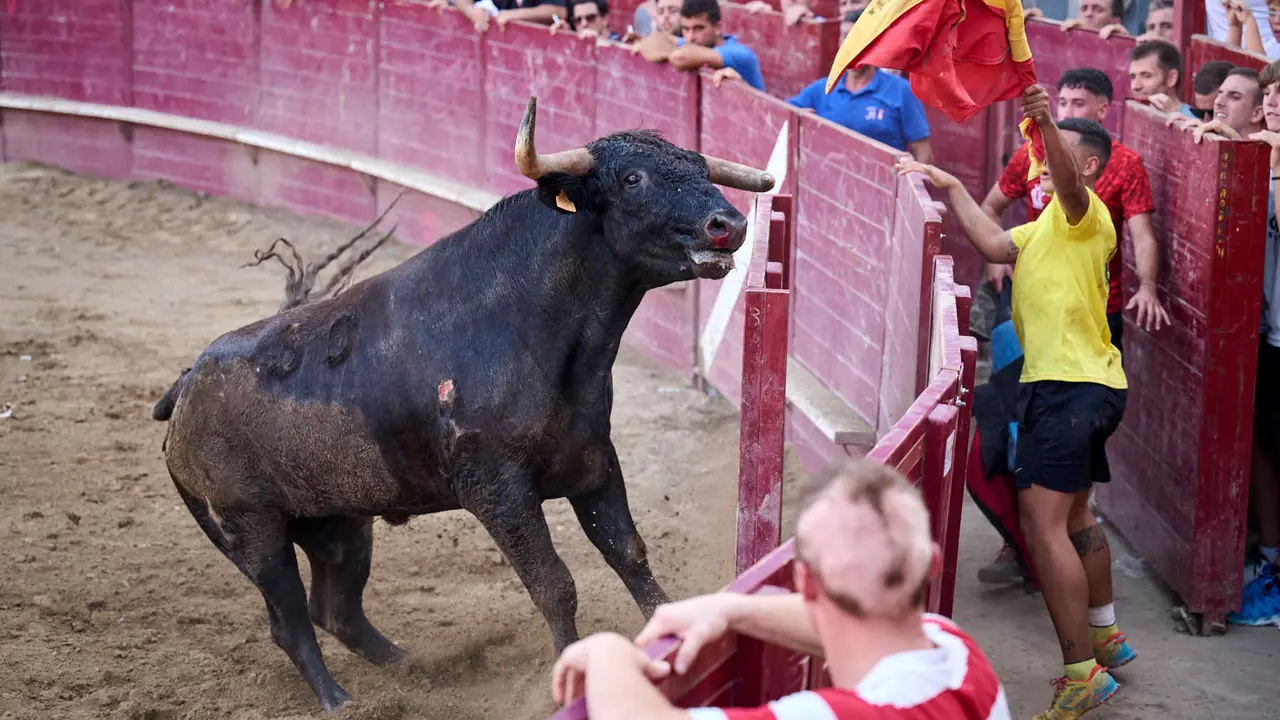 Tarde de vacas en Arguedas durante sus fiestas de 2025 con vacas de Arriazu. PABLO LASAOSA