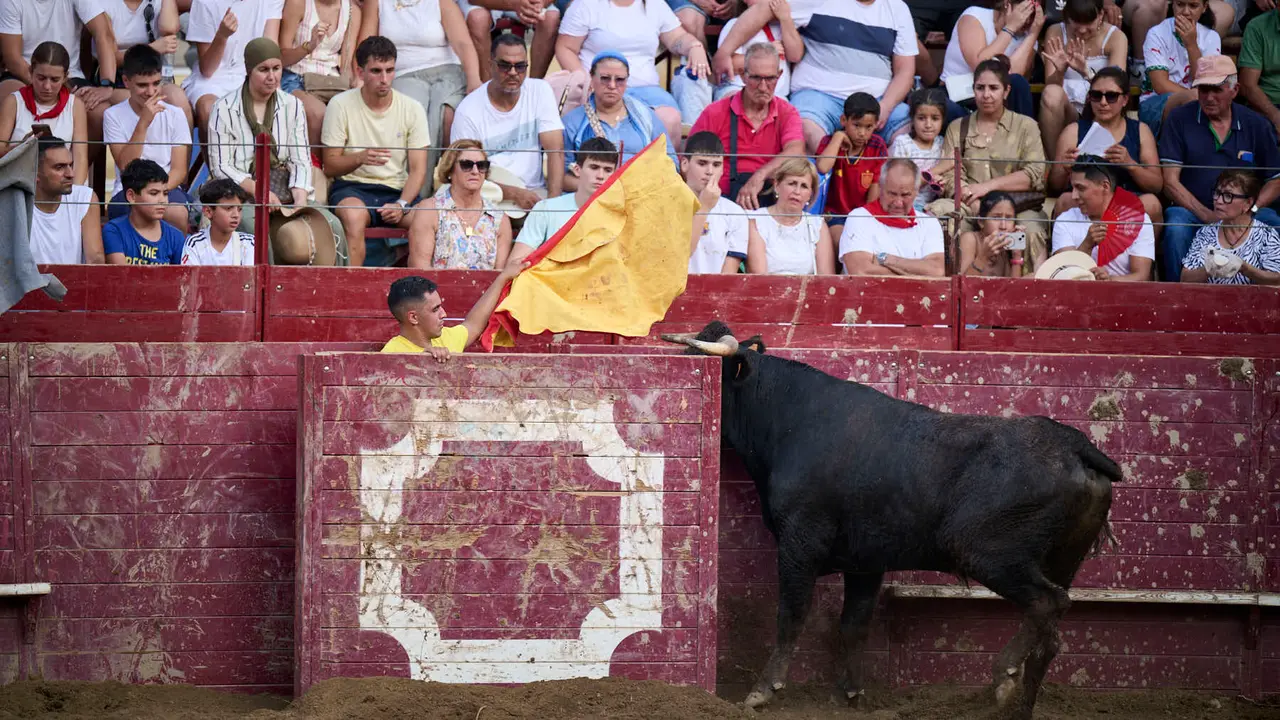 Tarde de vacas en Arguedas durante sus fiestas de 2025 con vacas de Arriazu. PABLO LASAOSA