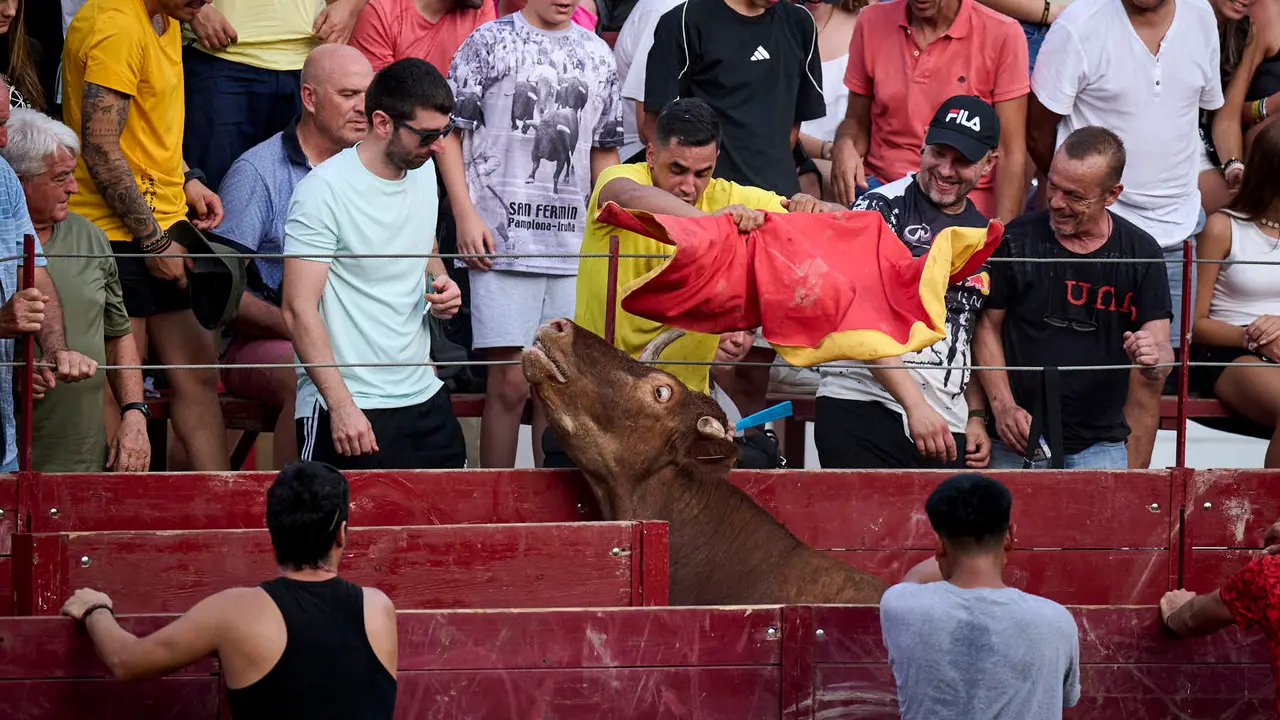 Tarde de vacas en Arguedas durante sus fiestas de 2025 con vacas de Arriazu. PABLO LASAOSA