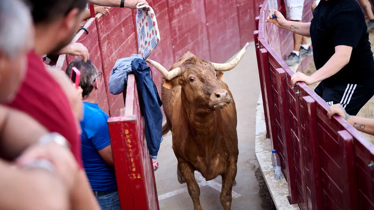 Tarde de vacas en Arguedas durante sus fiestas de 2025 con vacas de Arriazu. PABLO LASAOSA