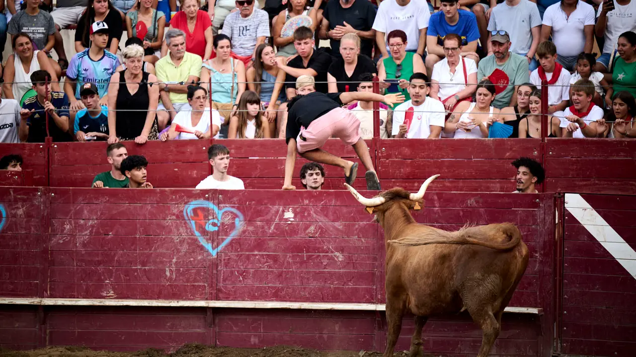 Tarde de vacas en Arguedas durante sus fiestas de 2025 con vacas de Arriazu. PABLO LASAOSA