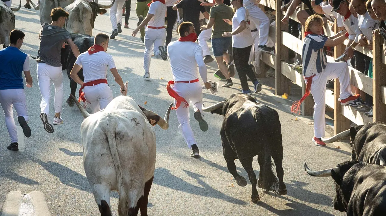 Primer encierro de Tafalla 2025 con toros de la ganadería del Conde de la Corte. Maite H. Mateo..-06