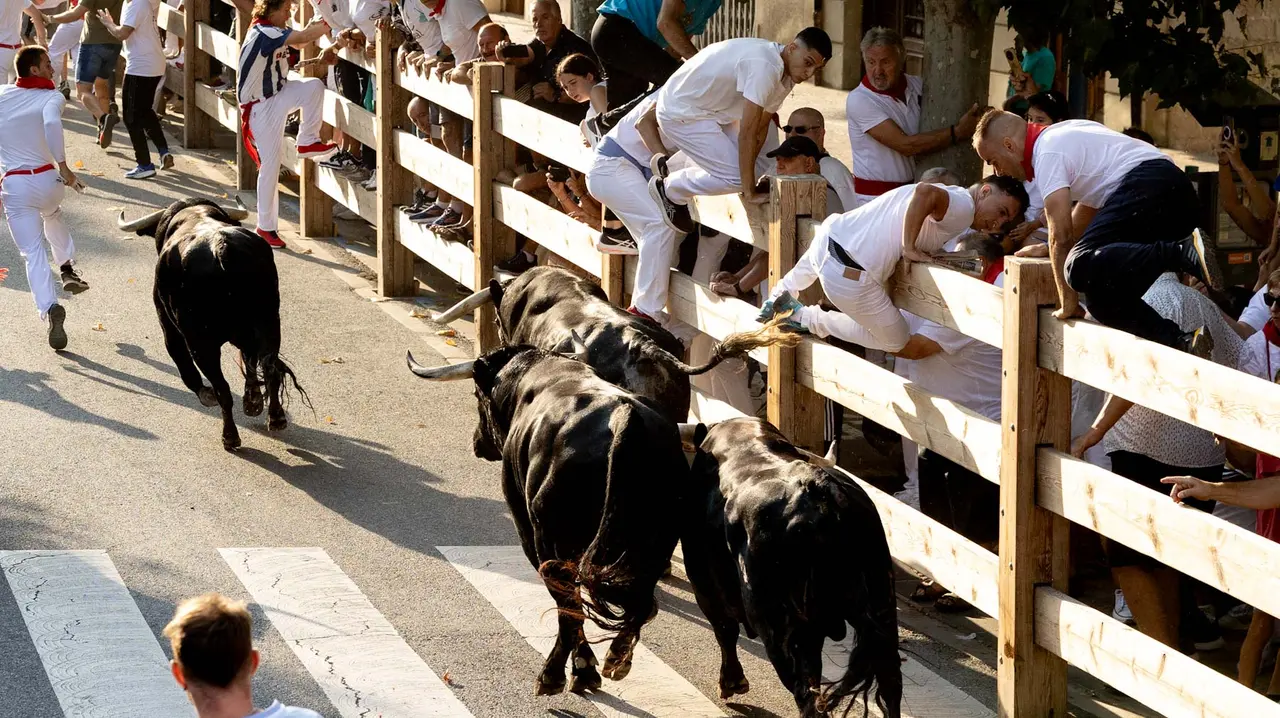 Primer encierro de Tafalla 2025 con toros de la ganadería del Conde de la Corte. Maite H. Mateo..-07