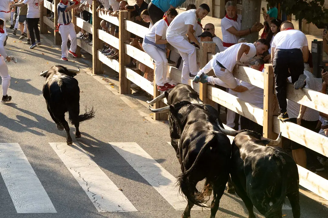 Primer encierro de Tafalla 2025 con toros de la ganadería del Conde de la Corte. Maite H. Mateo..-08
