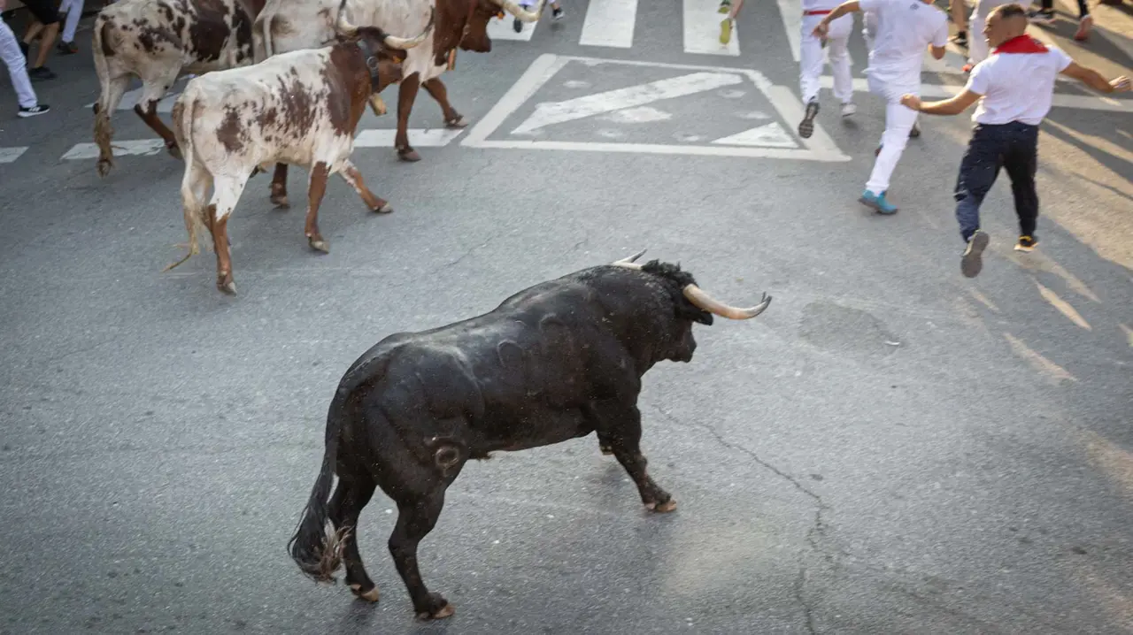 Primer encierro de Tafalla 2025 con toros de la ganadería del Conde de la Corte. Maite H. Mateo..-12