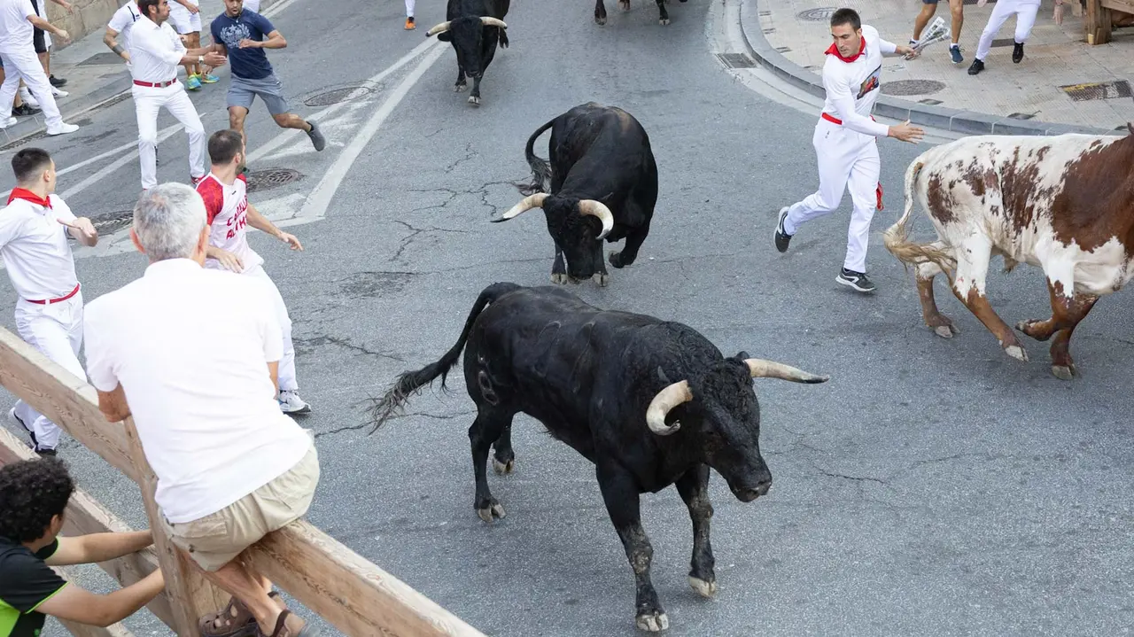 Primer encierro de Tafalla 2025 con toros de la ganadería del Conde de la Corte. Maite H. Mateo..-15