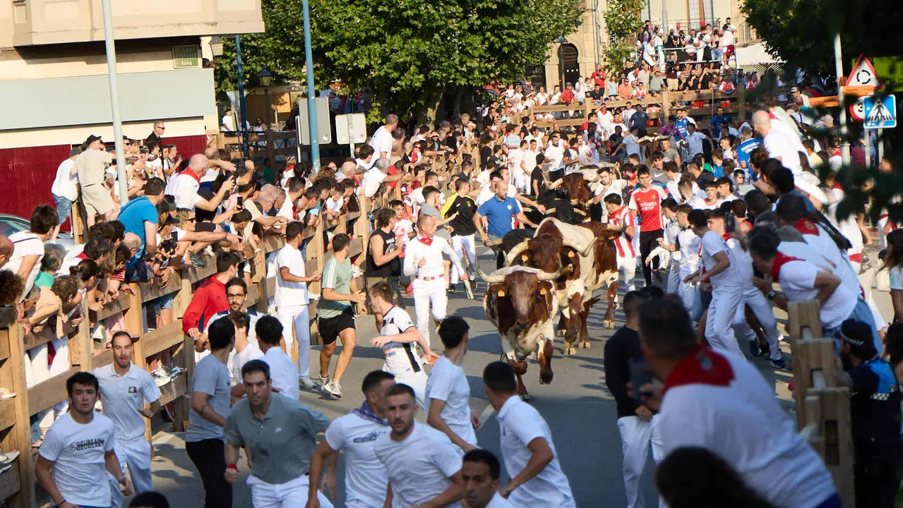 Primer encierro de las fiestas de Tafalla 2025 con toros de la ganadería del Conde de la Corte. IÑIGO ALZUGARAY