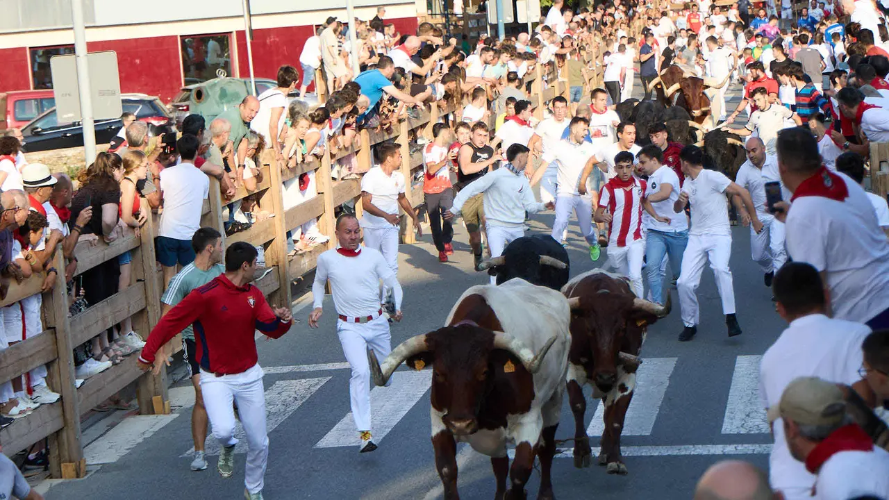 Primer encierro de las fiestas de Tafalla 2025 con toros de la ganadería del Conde de la Corte. IÑIGO ALZUGARAY