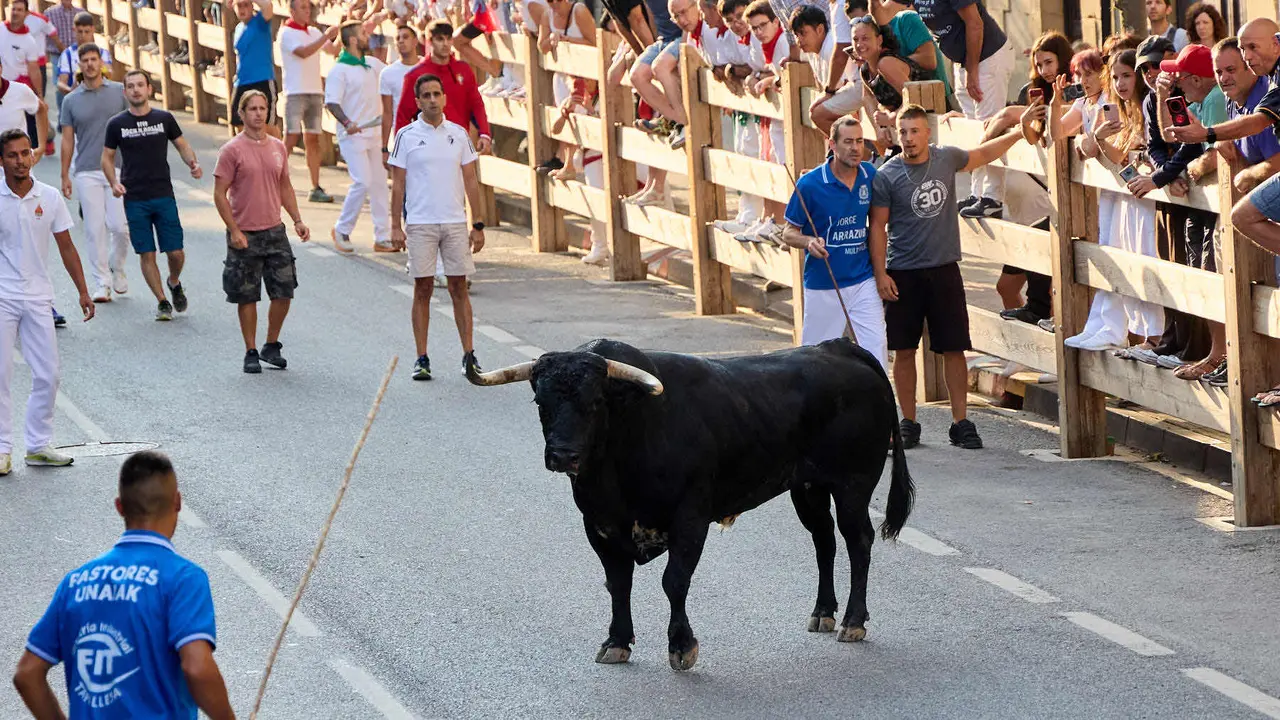 Primer encierro de las fiestas de Tafalla 2025 con toros de la ganadería del Conde de la Corte. IÑIGO ALZUGARAY