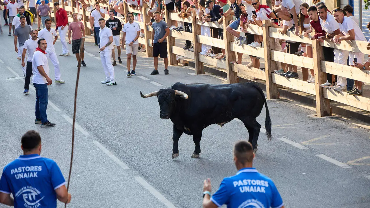 Primer encierro de las fiestas de Tafalla 2025 con toros de la ganadería del Conde de la Corte. IÑIGO ALZUGARAY