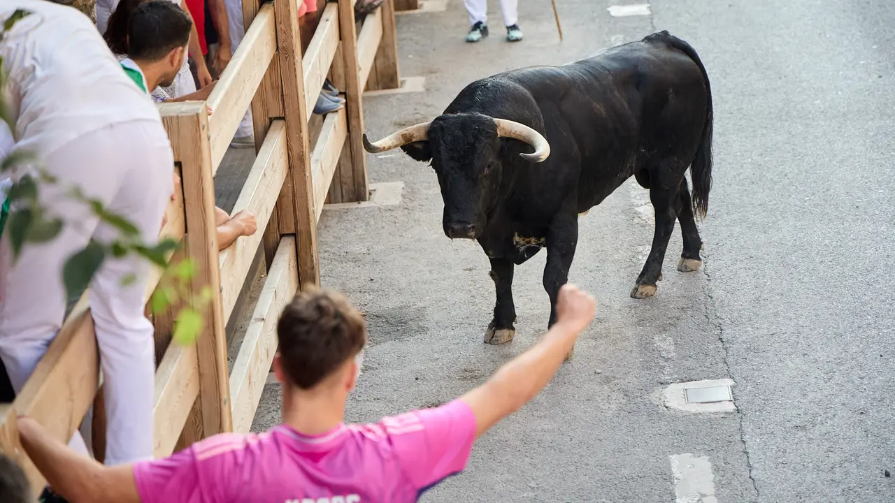 Primer encierro de las fiestas de Tafalla 2025 con toros de la ganadería del Conde de la Corte. IÑIGO ALZUGARAY