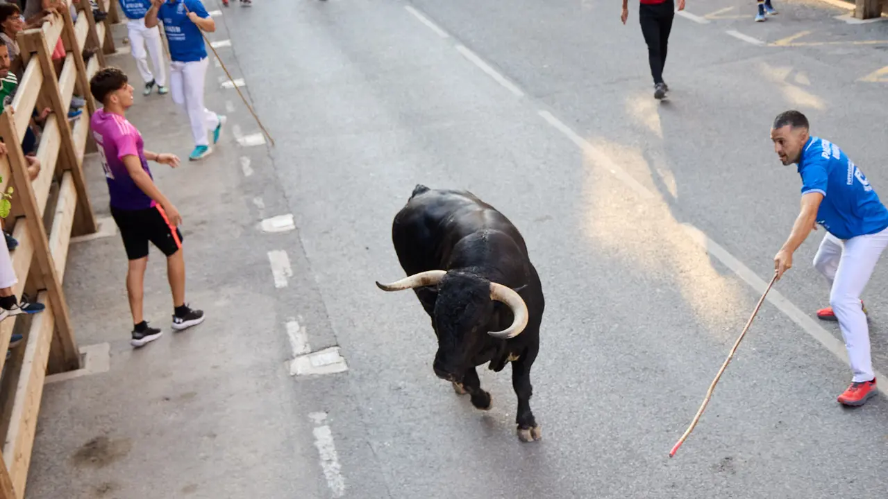 Primer encierro de las fiestas de Tafalla 2025 con toros de la ganadería del Conde de la Corte. IÑIGO ALZUGARAY
