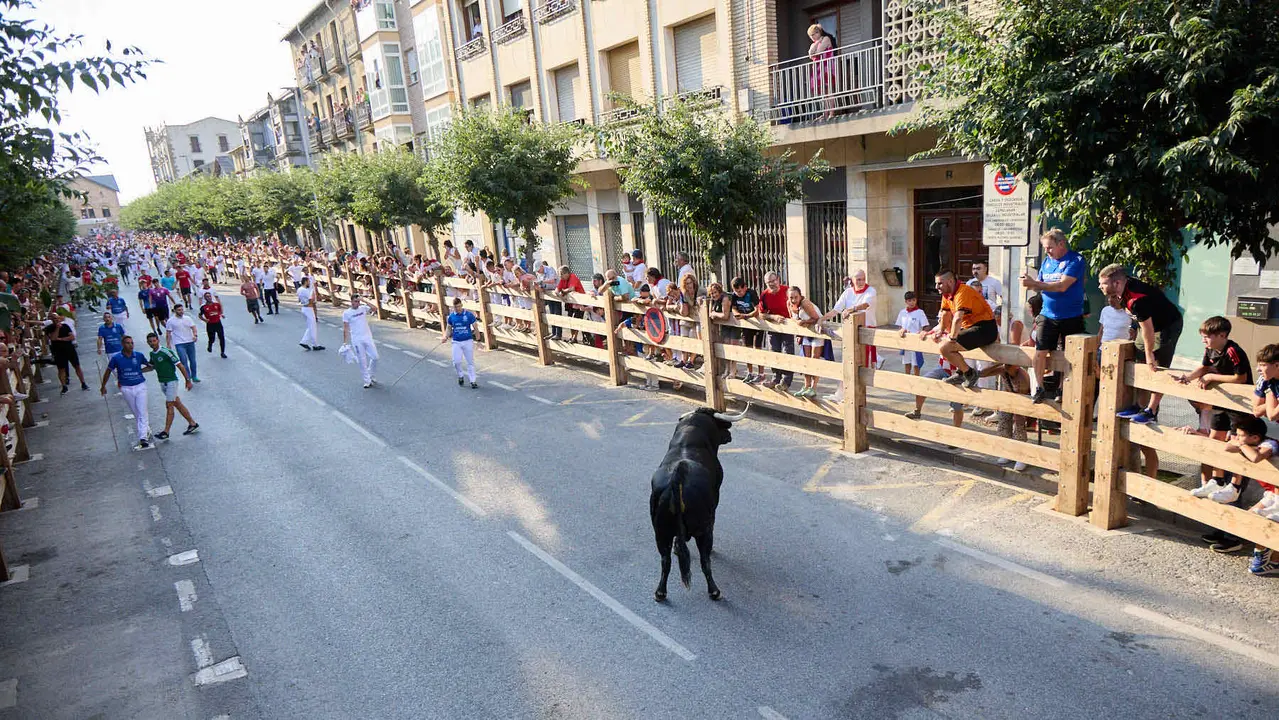 Primer encierro de las fiestas de Tafalla 2025 con toros de la ganadería del Conde de la Corte. IÑIGO ALZUGARAY