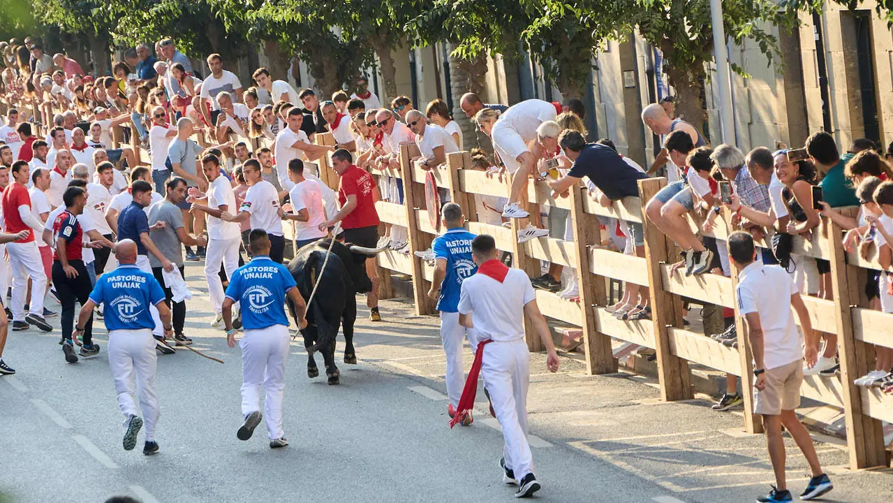 Primer encierro de las fiestas de Tafalla 2025 con toros de la ganadería del Conde de la Corte. IÑIGO ALZUGARAY