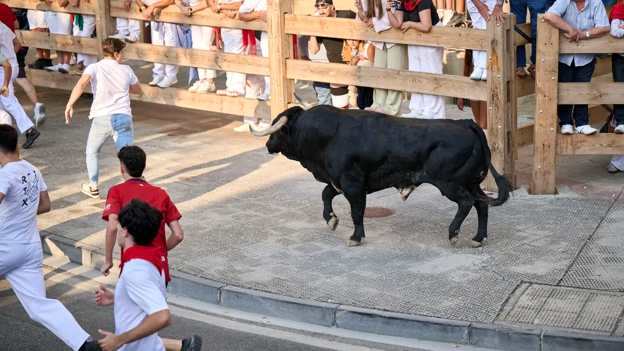 Primer encierro de fiestas de Tafalla 2025 con toros de la ganadería Conde de la Corte. PABLO LASAOSA
