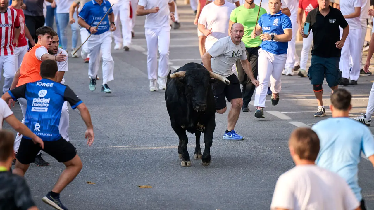 Primer encierro de fiestas de Tafalla 2025 con toros de la ganadería Conde de la Corte. PABLO LASAOSA